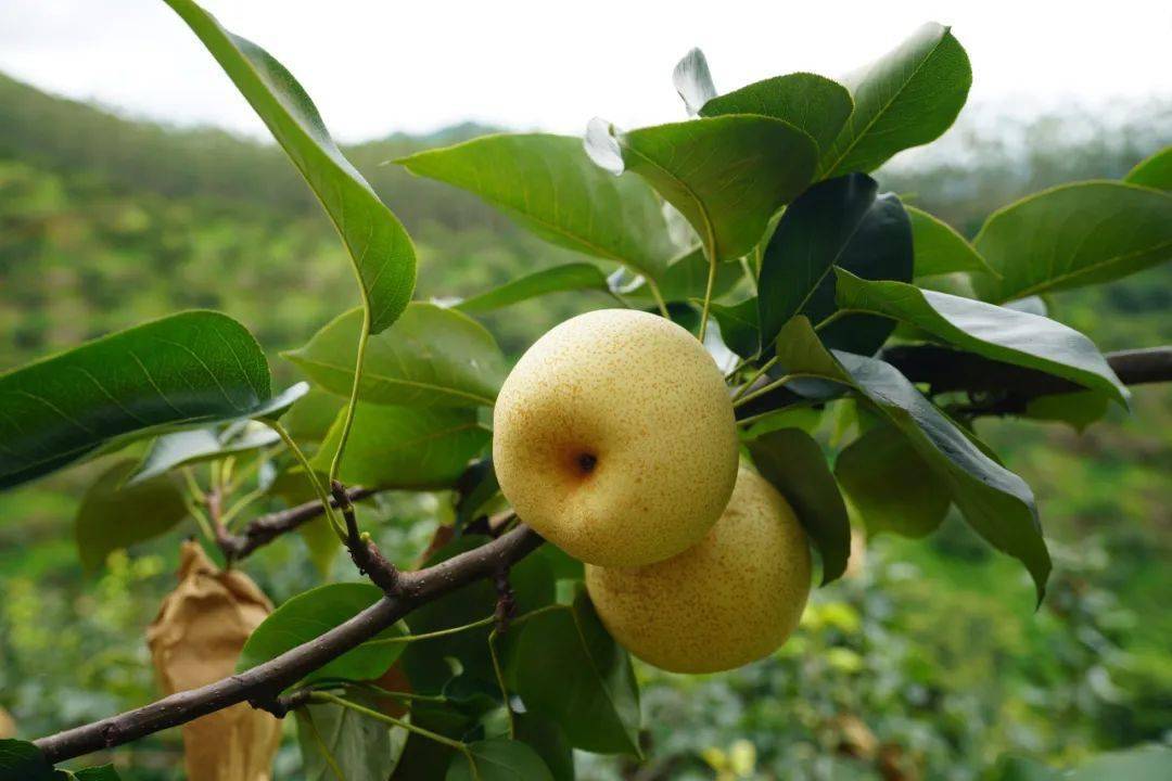 周末时分爽脆多汁的青花梨一口甜进心坎里