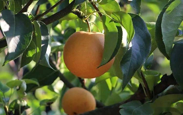 约起!雷峰垭家庭农场采果节明日开幕~雪梨飘香等你来