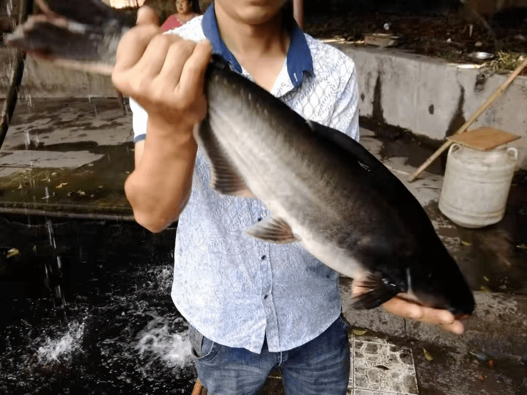 龍橋旁驚現10000㎡夜宵 燒烤 中餐狠角色!還能吃鯊魚._藍鯊