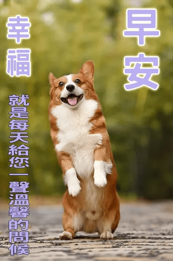 把你叫,催你早起对镜笑,鲜牛奶,软面包,营养早餐早备好,亲爱的,早安!