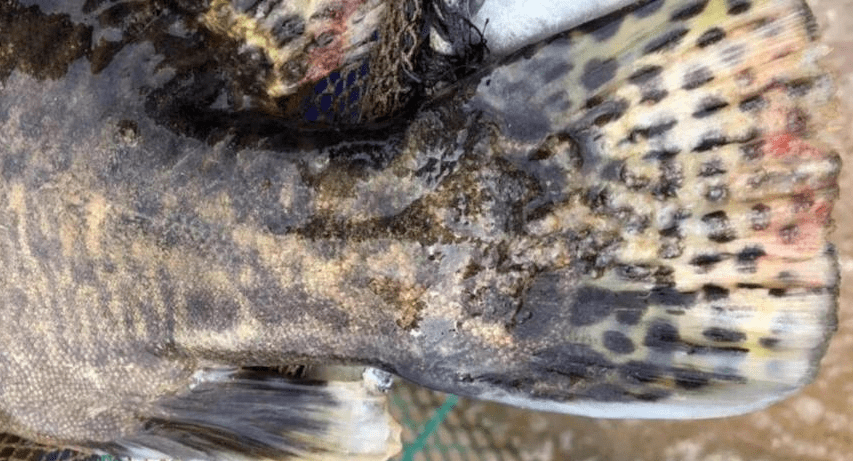 利洋动态从梧州网箱养鱼死亡谈高坝泄洪引发的气泡病