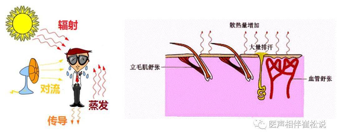 如果体温再高一点,就需要通过出汗来散热,皮肤汗液的蒸发能够带走人体