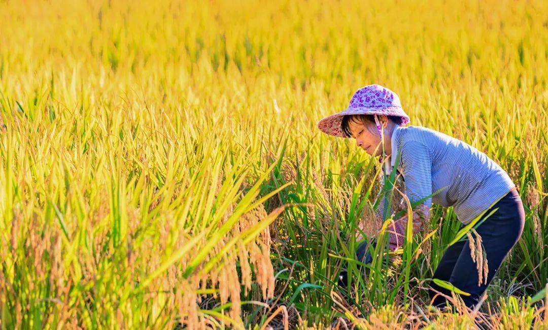 @赣县"后生仔",你妈喊你回家割稻子了!_镰刀