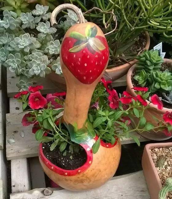 你绝对没有见过的葫芦花 超美 植物