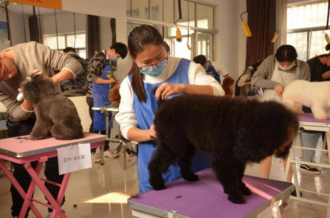 山东畜牧兽医职业学院宠物科技学院成立于2013年,由宠物养护与疫病