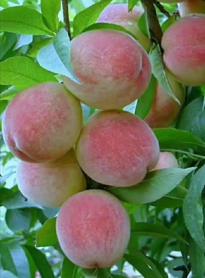 鲜甜多汁东阳藏着一个摘桃赏景两不误的地方