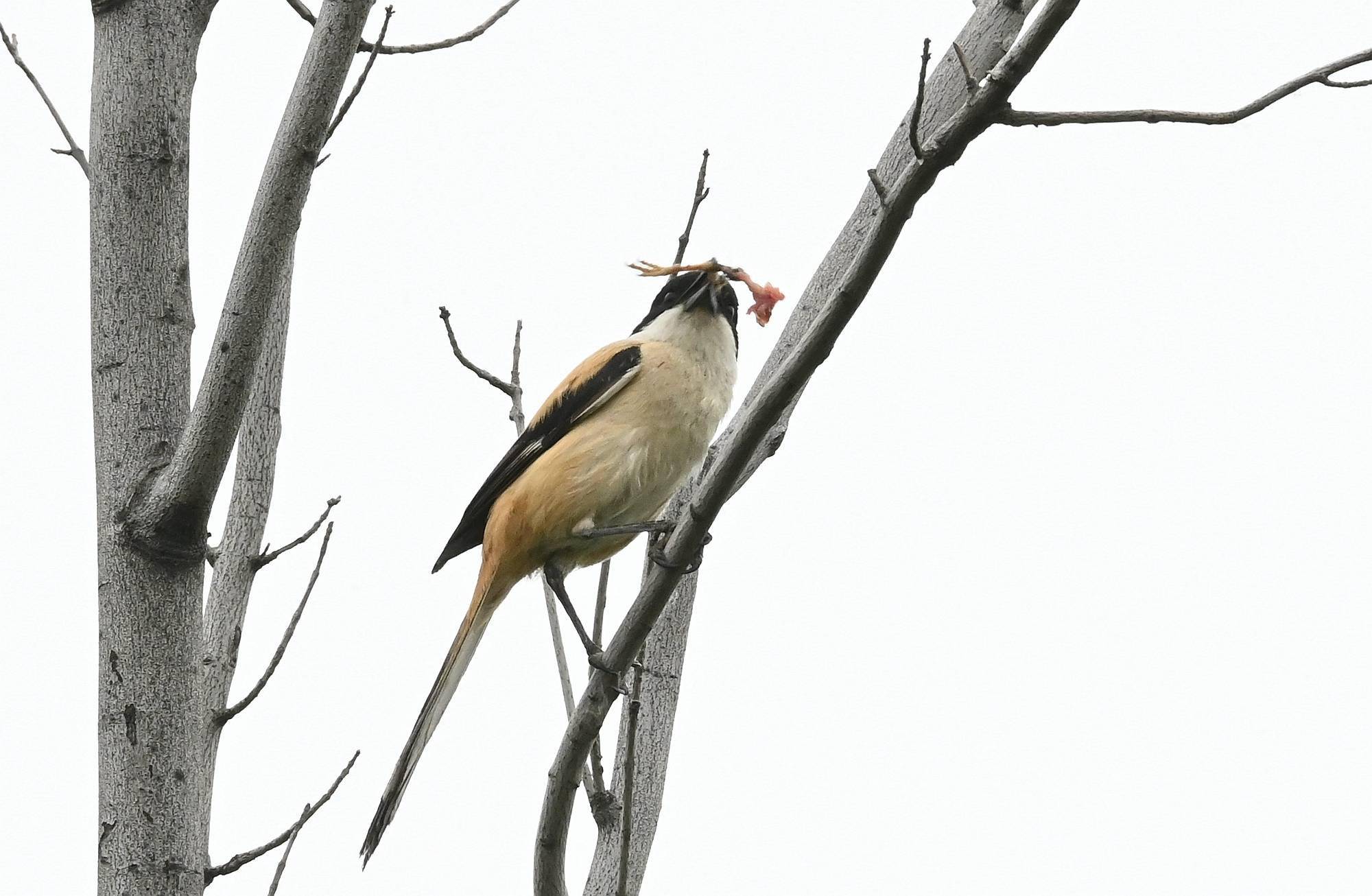 棕背伯劳嘴上的鸟腿