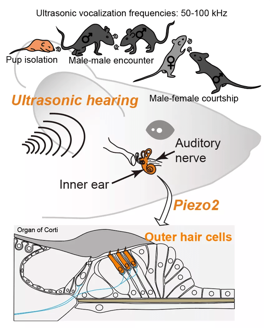脑科学日报路痴可能是这种细胞出了问题