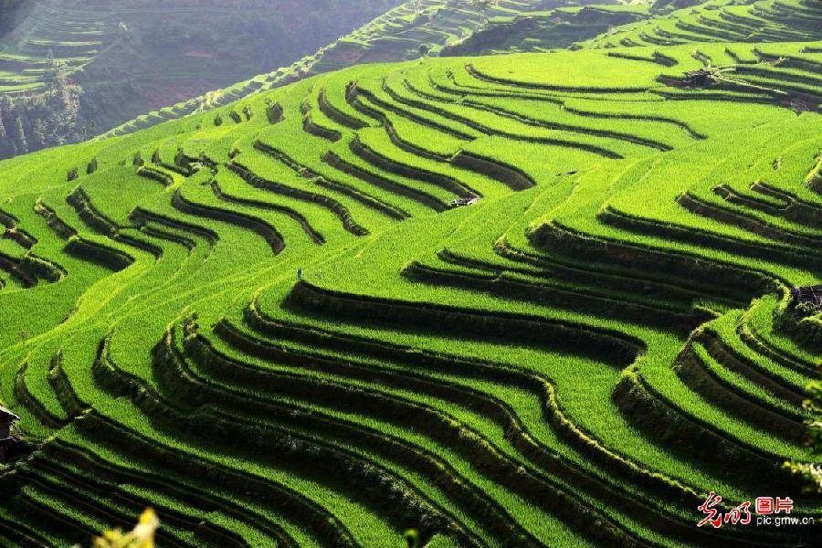 in|Picturesque terraced field in SW China's Guizhou