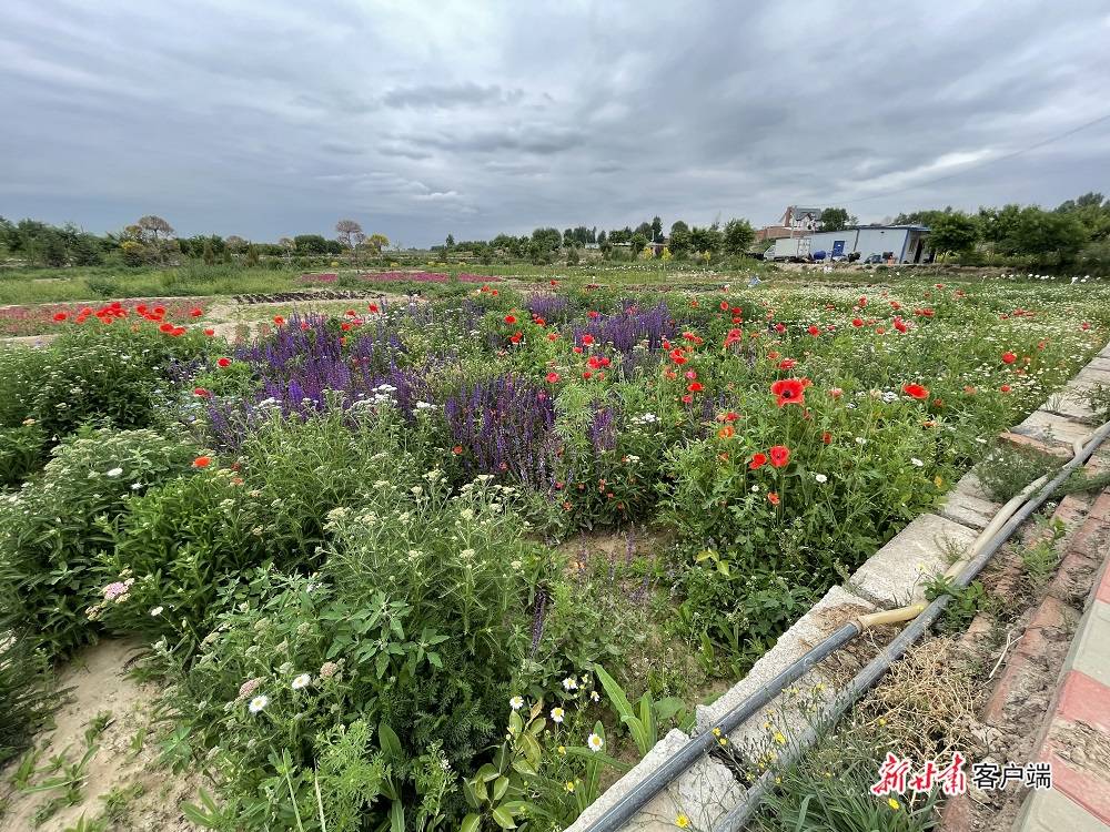 永登县|【小康圆梦·看甘肃】永登县王家坪村：花开小康路