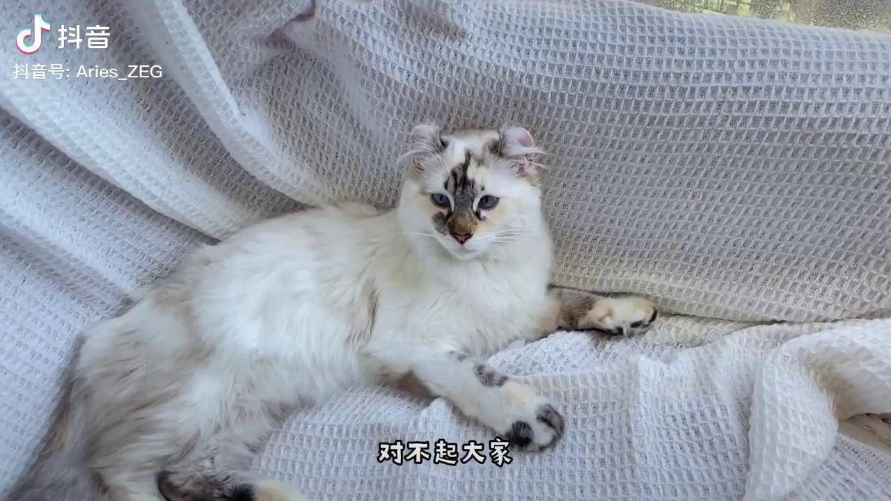 张二狗的日常敷衍有情人终成什么来着