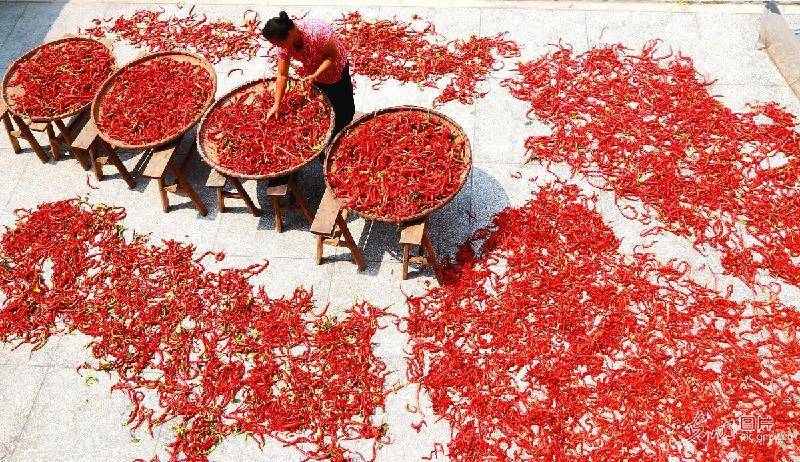 shows|Peppers harvested in E China’s Jiangxi