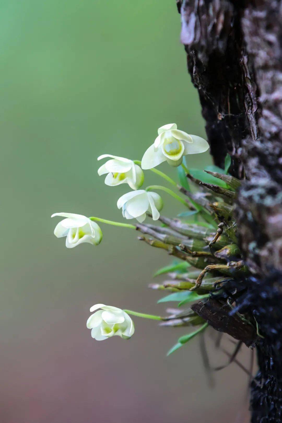 霍山石斛征文及摄影获奖作品公示