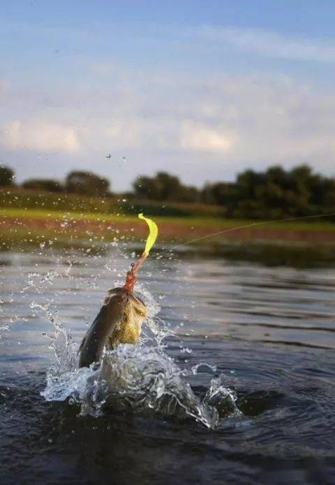 野钓鲫鱼记住这个口诀鱼儿轻松上钩让你满载而归