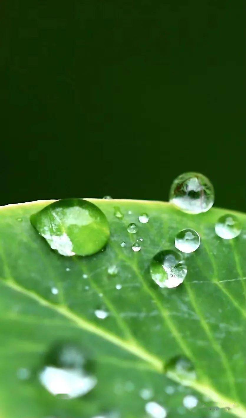 美香格里拉雨後的露珠大寫的驚豔