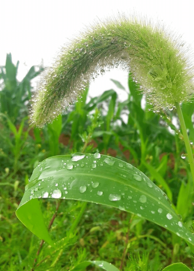 大雨天小草风景图片图片