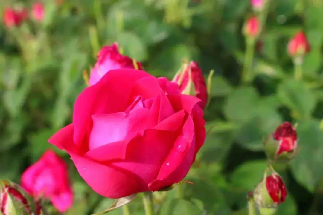 菏泽:"定陶玫瑰",地理标志保护产品过审!