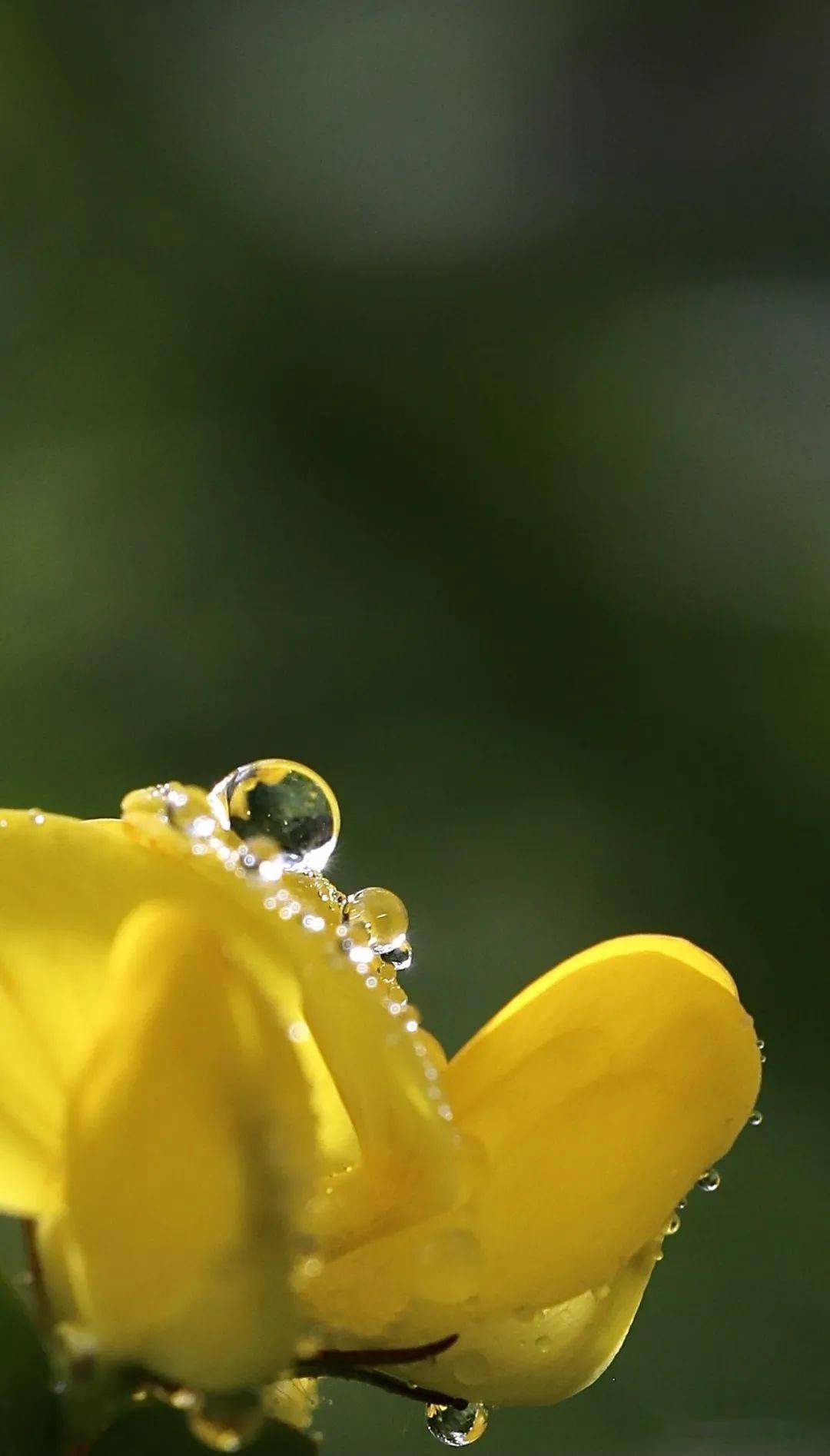 美香格里拉雨後的露珠大寫的驚豔