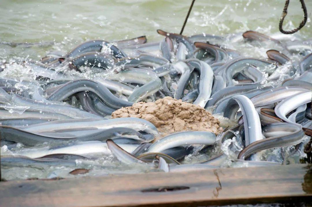 高温季鳗鱼养殖面临种种困难注意这几个防病要点养殖效益翻倍