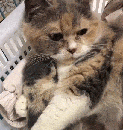 005615b7ba884909b24ac43e6917dabd.gif