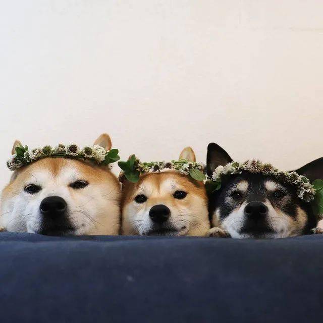 养了三只柴柴,每天上演柴犬叠叠乐!