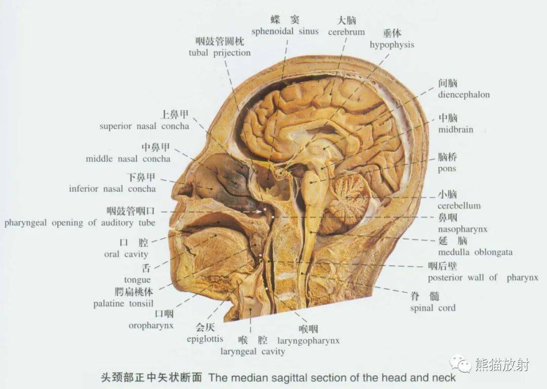 系统解剖学图谱图片