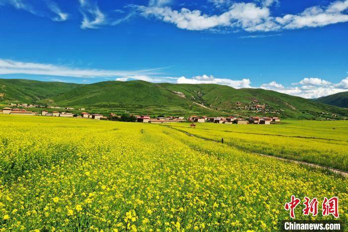 四川|四川阿坝：万亩高原油菜花引游人