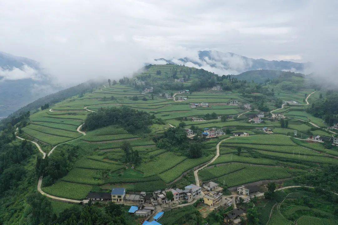 我市各乡镇有机高粱 高标准种植基地里 高粱长势喜人 茅坝镇安良示范