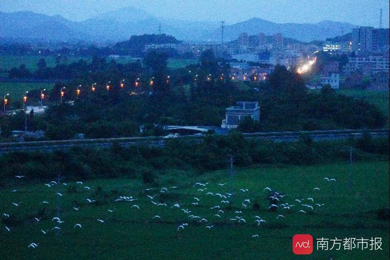 台风|台风“查帕卡”登陆！江门台山“小鸟天堂”数千鹭鸟遭受风灾