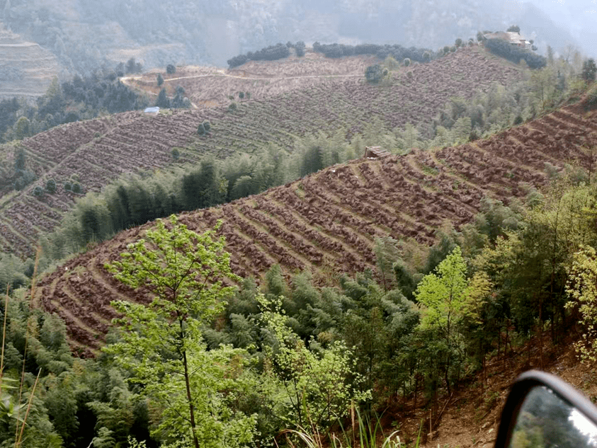 喜讯我市三个基地入选广西中药材示范基地