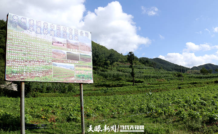 赫章县河镇乡:1500亩林下半夏迎采收