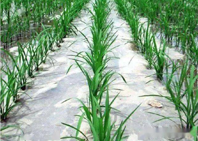 什么是黑色农业 4ae39e225a644c58b13cf31e5a611c81.jpeg