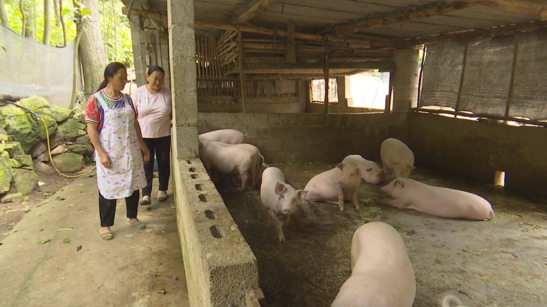 尤洪美:昔日"粉刷匠" 今朝变身"女猪倌"