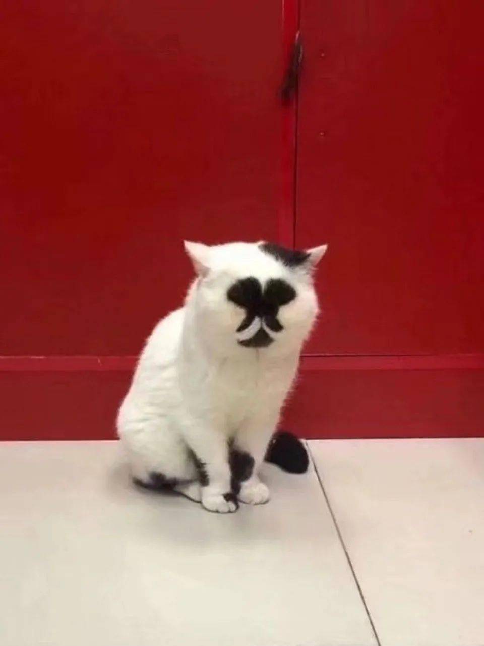 网友们晒微博上的丑猫太搞笑了简直辣瞎双眼