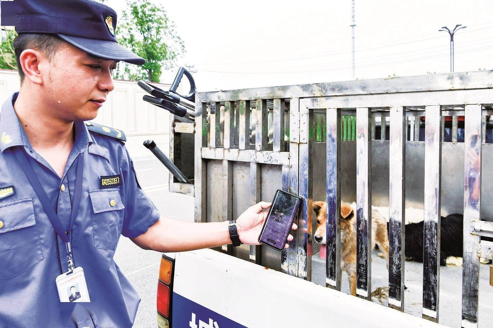 江边流浪小黄狗接连咬伤10余市民城管一路追踪将其捕获