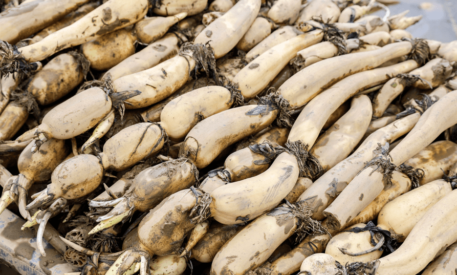 贵港特产大碌藕丰收啦