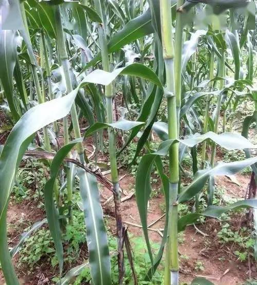 这种土甘蔗很难吃到了价格不一样1元至10元能买到就很不错了