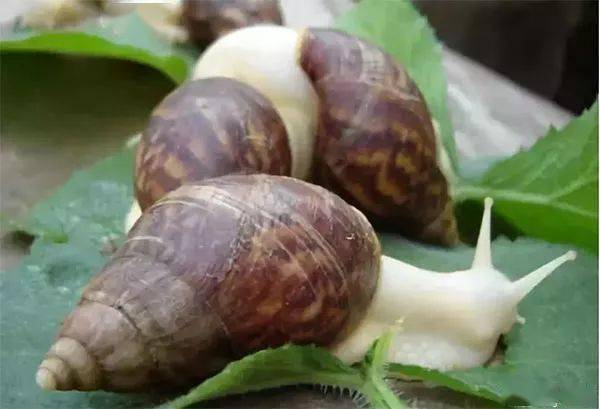 蜗牛的功效与作用是什么 2b54dcfe295142029aa8a571b1e946d9.jpeg