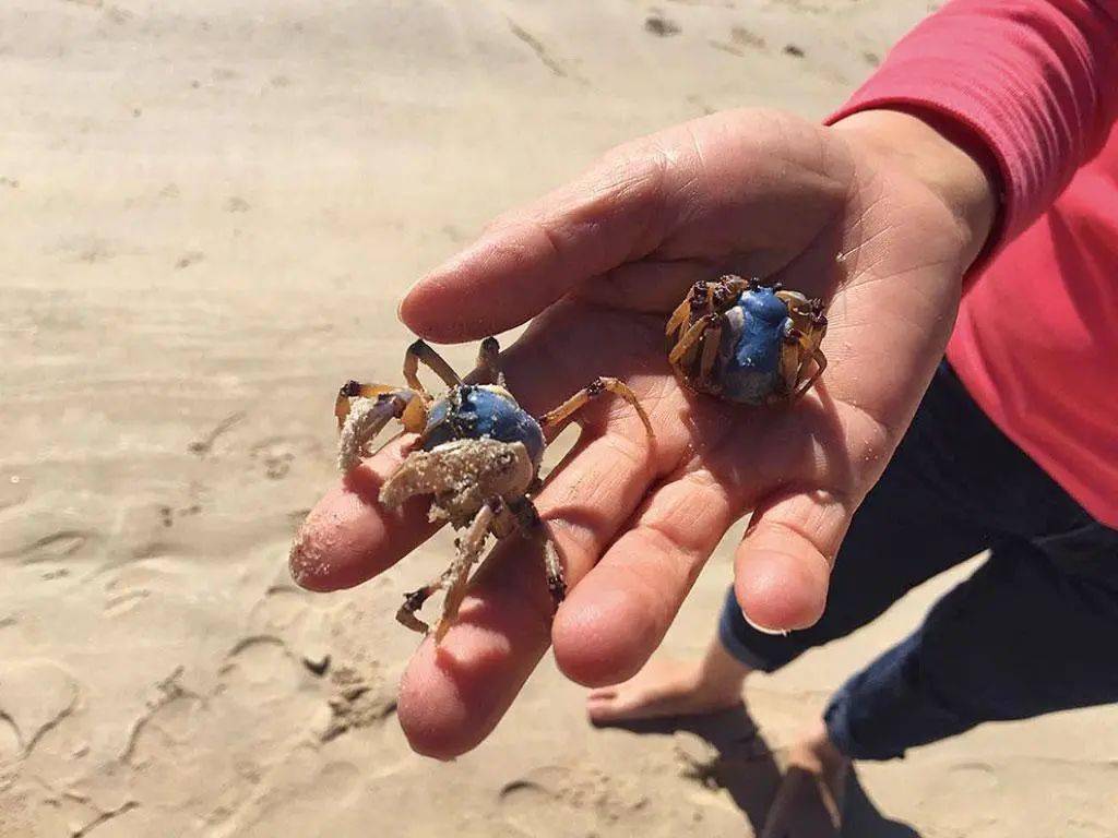 明天出发遇见汕尾最美龟龄岛轻享浮潜桨板最美海滩露营赶海抓螃蟹烧烤