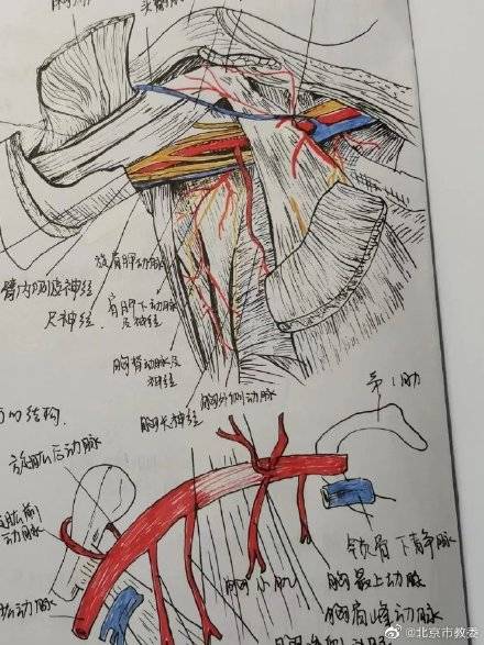 都说|学霸医学生画神仙笔记像印刷体