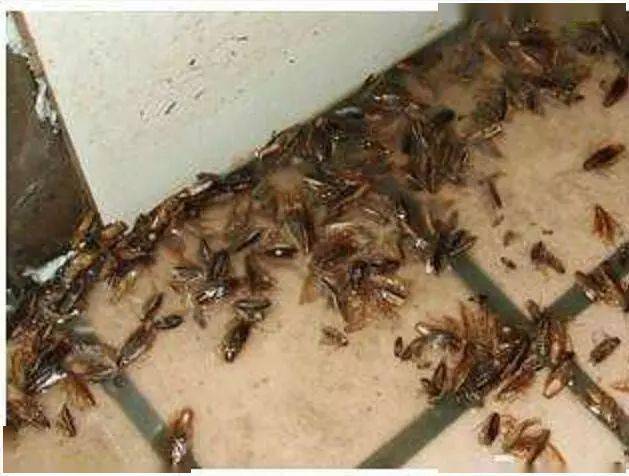 蟑螂越杀越多?快试试它,简单一贴,小强一窝端!_全窝