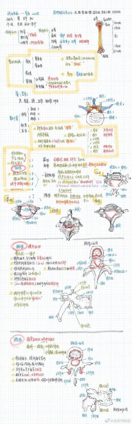 都说|学霸医学生画神仙笔记像印刷体