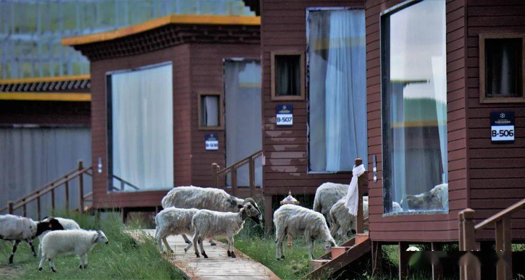 草原星空房好梦幻