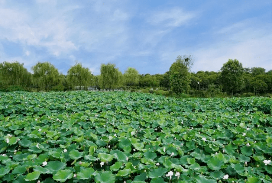 新洲吧图片