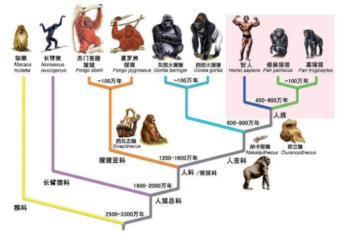4亿年前的鱼类被发现科学家研究后惊讶人类可能是由鱼进化的