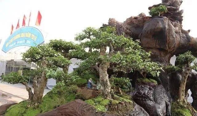 据悉,这盆盆景重达2.6吨,价值大约7亿越南盾,约合人民币20.9万元.