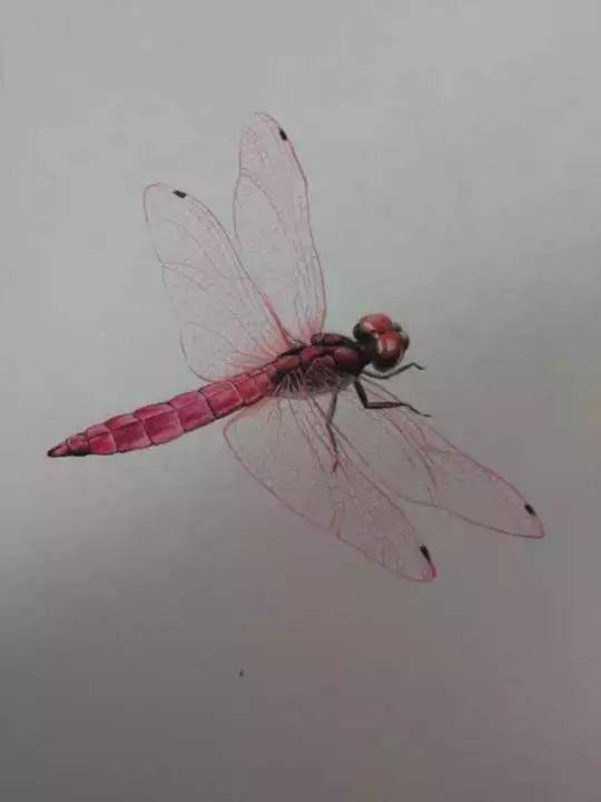 彩铅教程一只红蜻蜓