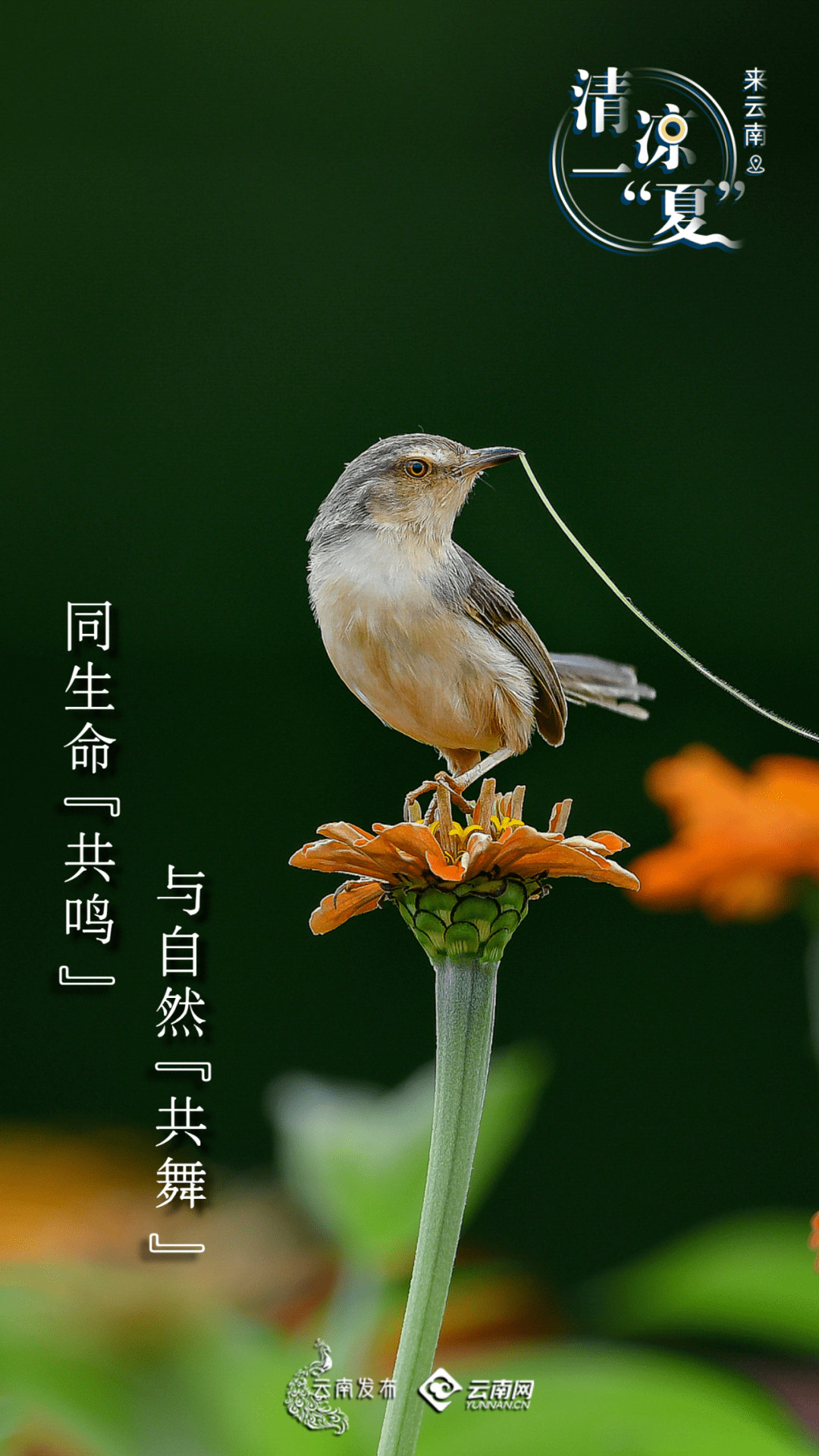 【来云南清凉一"夏"】同生命共鸣,与自然共舞