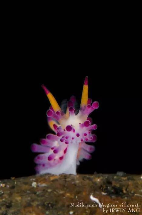 海洋科普1509海洋最萌动物海蛞蝓