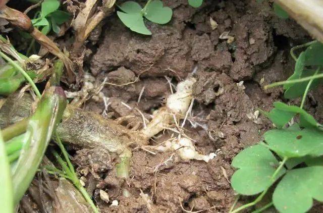 这个药被称为 土壤消毒剂 能防治近100种病害 却被人忽视 水剂